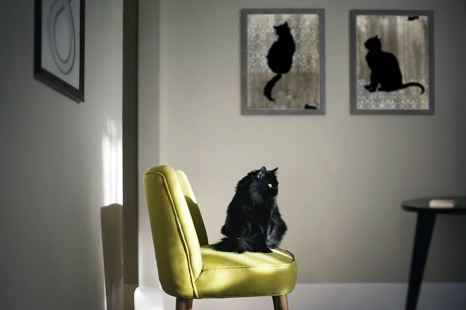 Selling POD Pet Products | Sensaria cat sits on a chair with wall prints in the background